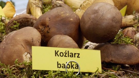 Bardzo ciekawa wystawa grzybów