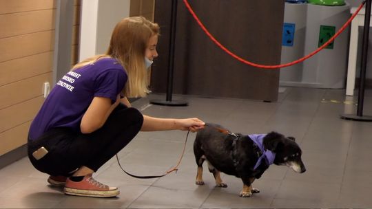 „Barwy starości - pokochaj seniora” - psiego seniora „Barwy starości - pokochaj seniora” - psiego seniora