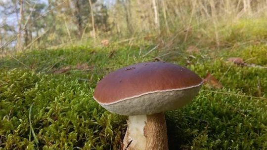 Bezpieczne grzybobranie