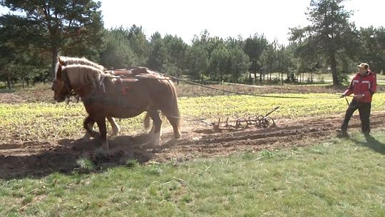 Bulwy i ich święto