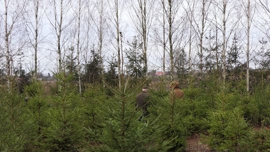 Choinka za 20zł? Tak to możliwe