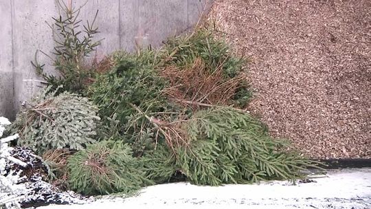 Co zrobić z choinką? 