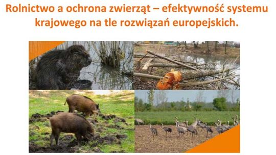 Coraz więcej dzików