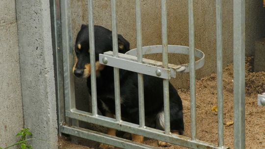 Czekając na nowy dom