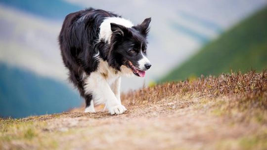 Czy border collie to rasa, która potrzebuje dużo ruchu? Sprawdzamy!