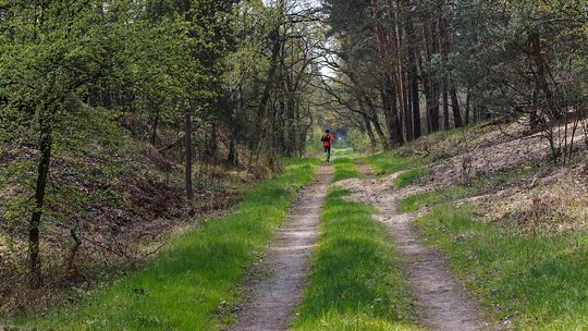 Czy warto jechać do Puszczy Białowieskiej?