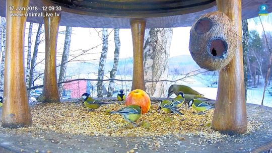 Dokarmiasz ptaki? Weź udział w konkursie