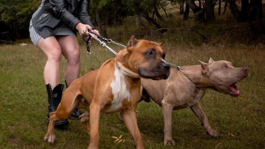 Dramat na Świętopełka: agresywny pies atakuje, radna krytykuje straż miejską