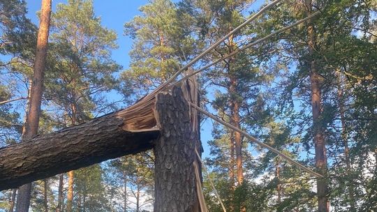 Gigantyczne straty na terenie Nadleśnictwa Kościerzyna