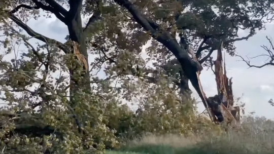 IMGW ostrzega przed silnym wiatrem