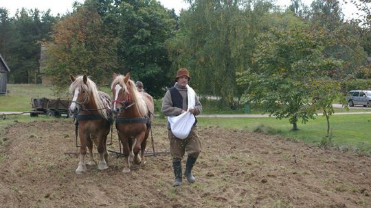 Impreza „Z motyką na bulwy” – Tradycyjne wykopki w sercu Kaszub, 16-17.09.2023