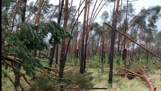 Informacja dla właścicieli zniszczonych lasów