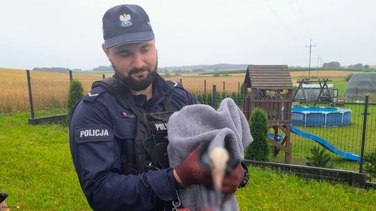 Kościerscy policjanci uratowali rannego bociana po zderzeniu z linią energetyczną