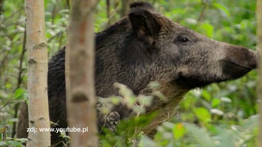 Kościerzyna. Co mówią myśliwi o odstrzale dzików