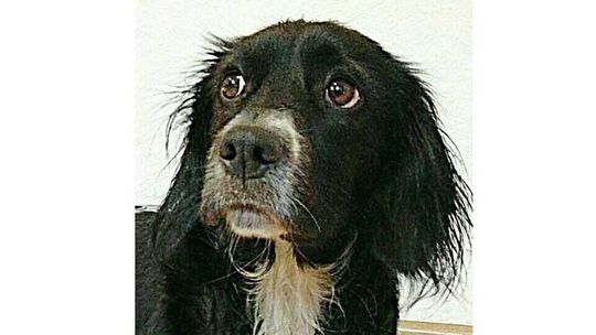 Kościerzyna powie "NIE" wykorzystywaniu zwierząt?