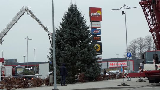 Kościerzyna. Świąteczne choinki już na miejscu