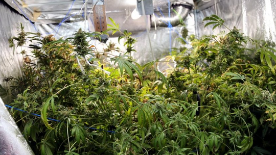 Kościerzyna. Zlikwidowano nielegalną uprawę konopii