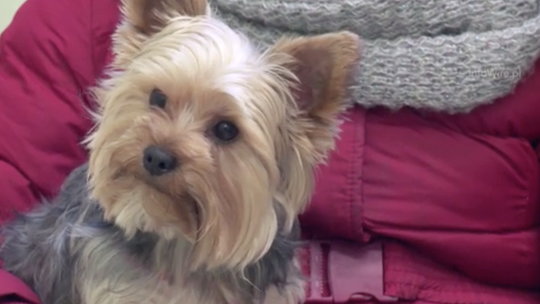 Kościerzyna.Odstresuj zwierzę w sylwestra