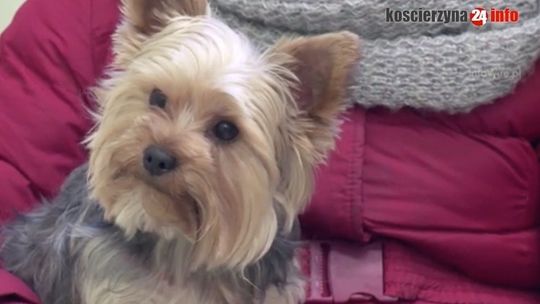 Kościerzyna.Odstresuj zwierzę w sylwestra