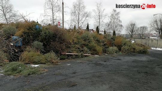 Miałeś żywą choinkę ? Nie wyrzucaj jej do śmieci