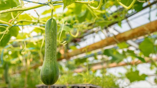 Mini tunele foliowe - co zasadzić na niewielkiej przestrzeni w przydomowym ogrodzie?