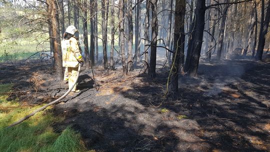 Niebezpieczny pożar lasu w Gołuniu