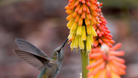 Odmiany trytomy groniastej - które wybrać do kolorowego ogrodu?