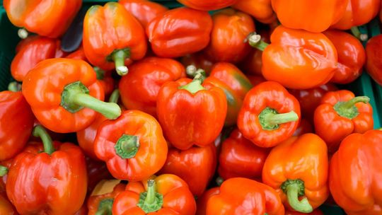 Papryka chińska habanero red – zastosowanie, warunki uprawy