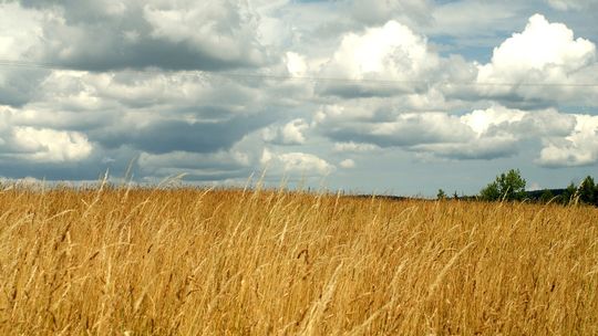 Pomorscy rolnicy w obliczu kryzysu zbożowego: Niskie ceny, zapełnione magazyny i groźba protestów