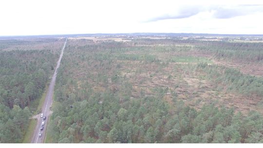 Ponad 6 tysięcy hektarów pomorskich lasów huraganowy wiatr zamienił w pustynię