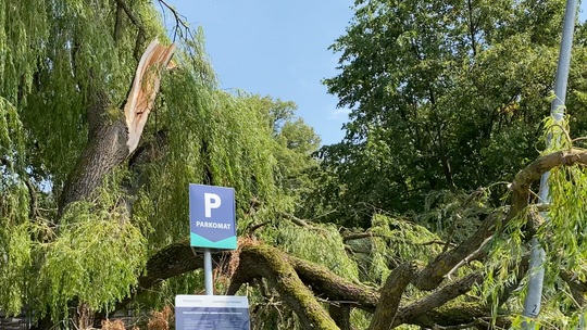 Potężne konary uszkodziły dwa samochody