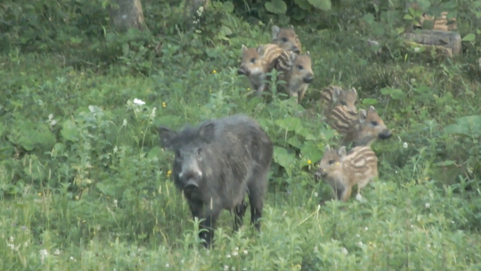 Powiat Kościerski. Będzie Masowa rzeź dzików?