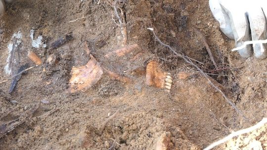 Prace ekshumacyjne w Wąglikowicach