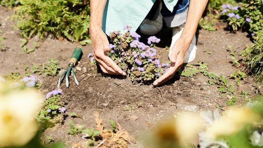 Rodzinne sadzenie drzew w centrum Kościerzyny - dołącz do lokalnej inicjatywy 24 maja