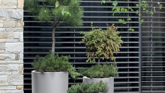 Rośliny ozdobne do uprawy w pojemnikach – porady dla początkujących ogrodników