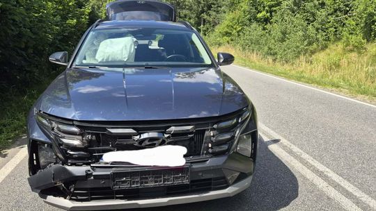 Sarna wybiegła na drogę wojewódzką 235. Kierowca hyundaia nie zdążył wyhamować