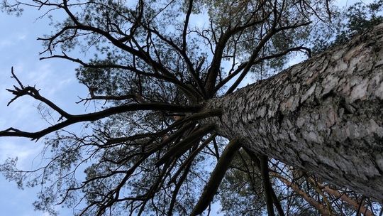 Sosny, świerki i brzozy znikną z naszych lasów