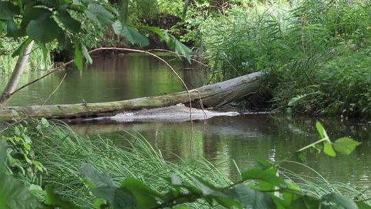 Sprzątali gminne rzeki