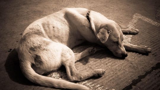 Stara Kiszewa: Pies siedem dni bez wody i jedzenia