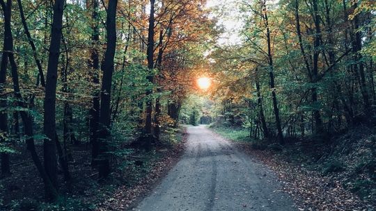 Starsza kobieta zgubiła się w lesie