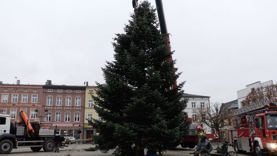 Świąteczne choinki już postawione