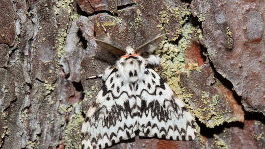 Szkodniki w lasach.Będą opryski