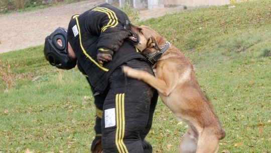 Szkolili psy gryzące i atakujące