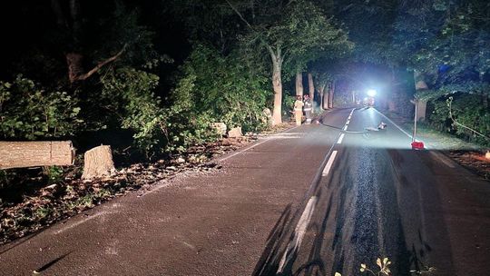 Tajemnicze nacięcia drzew na DW nr 224: Policja apeluje do świadków