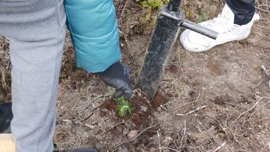 Uroczysta akcja sadzenia lasu