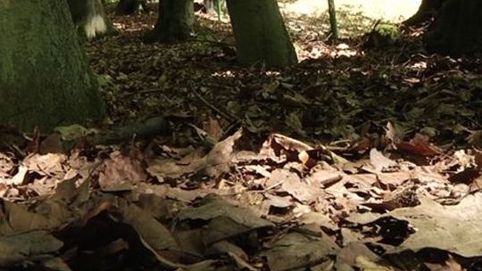 UWAGA! JEST BARDZO SUCHO I ŁATWO O POŻAR!