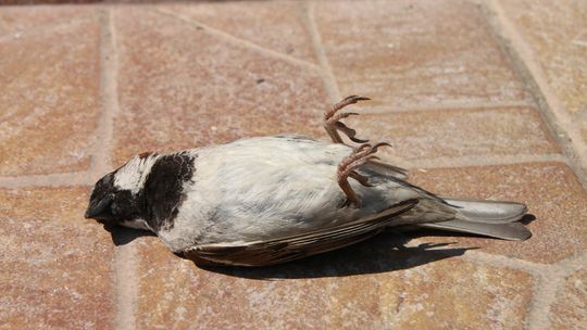 Uwaga! W Steżycy wykryto wirusa ptasiej grypy. Wybiją całą hodowlę