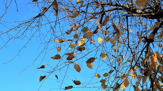 Uwaga, w weekend będzie wiało! Nad Pomorze nadciąga orkan Marcin