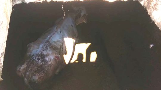 Wielki Podleś. Krowa wpadła do szamba 