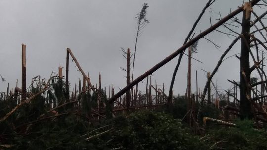 Wielkie szkody po nawałnicy i zakaz wstępu do lasów